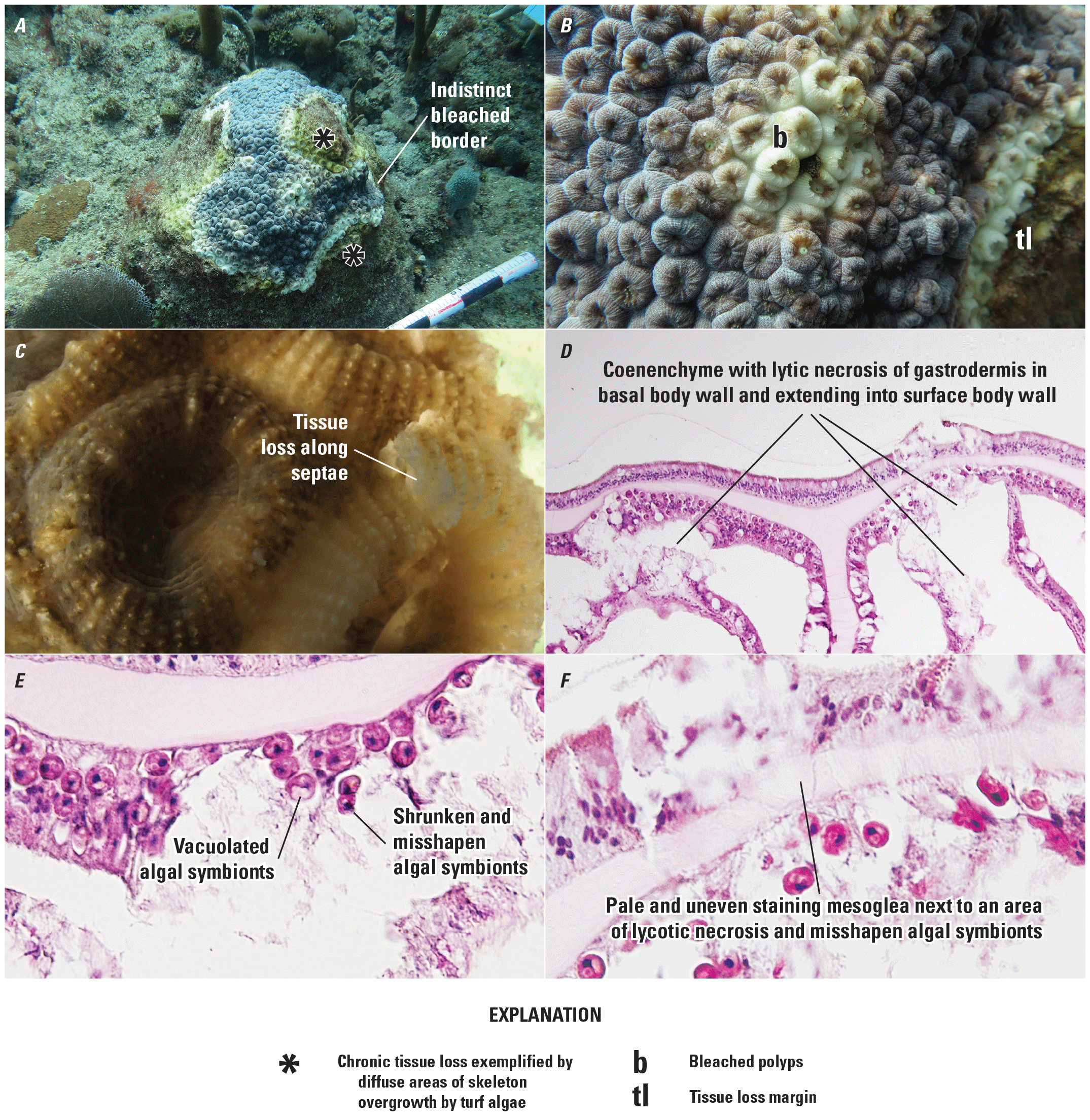 Lesions shown greatly vary in size.