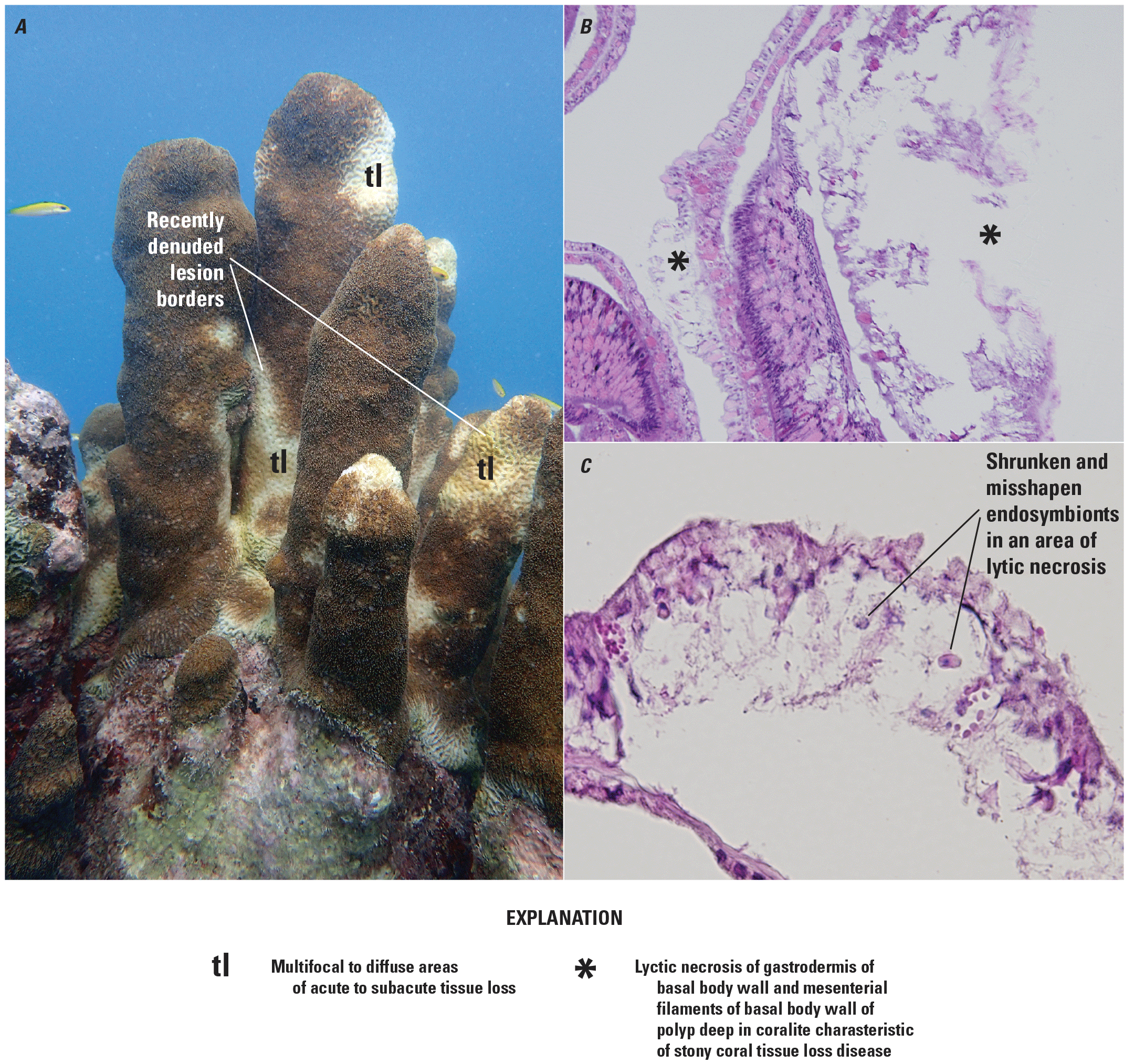 Lesions shown greatly vary in size.